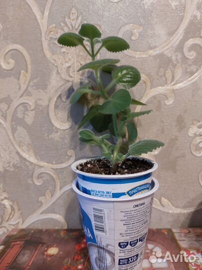 Комнатные растения