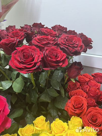 Роза экспловер