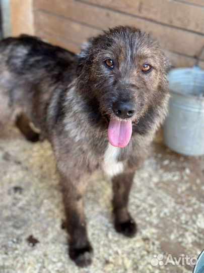 Добрый малый молодой пёсик из приюта