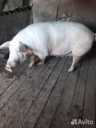 Свиноматка