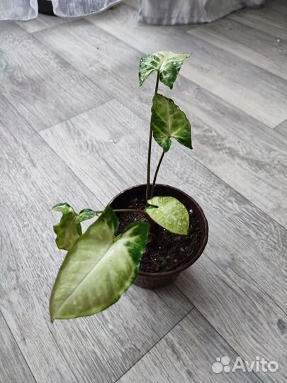 Комнатные растения