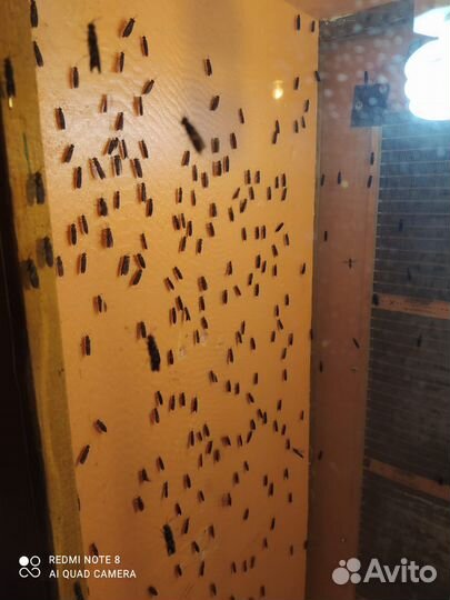 Черная львинка, яйцо, предкуколка