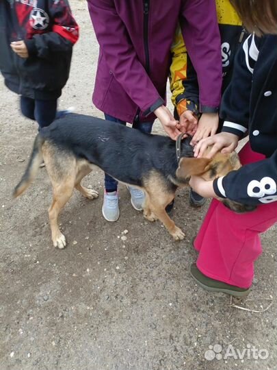 Несчастный песель