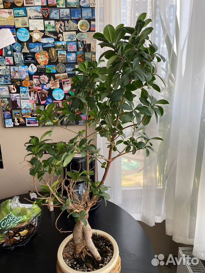 Комнатные растения