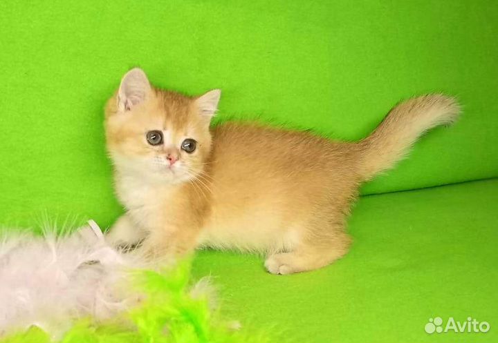 Золотая шиншилла девочка