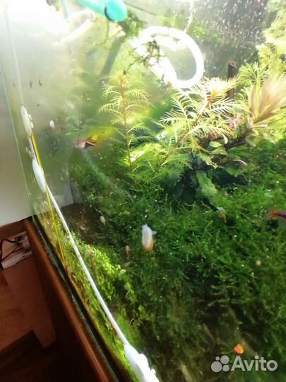 Улитки аквариумные