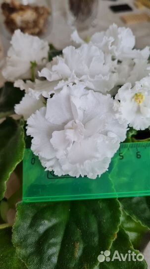 Фиалка белая сортовая