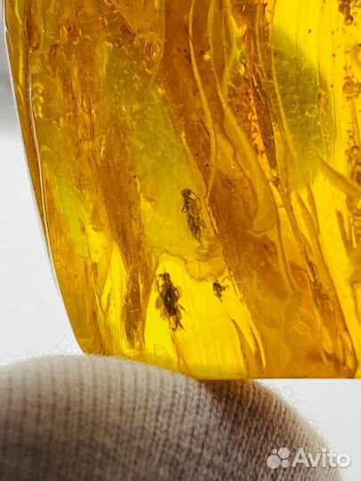 Янтарь,инклюз два крупных муравья В одном камне 40