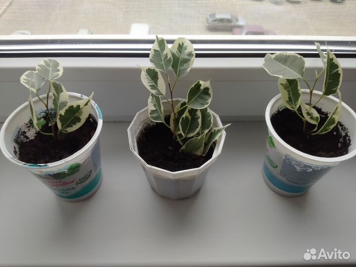 Фикус Старлайт