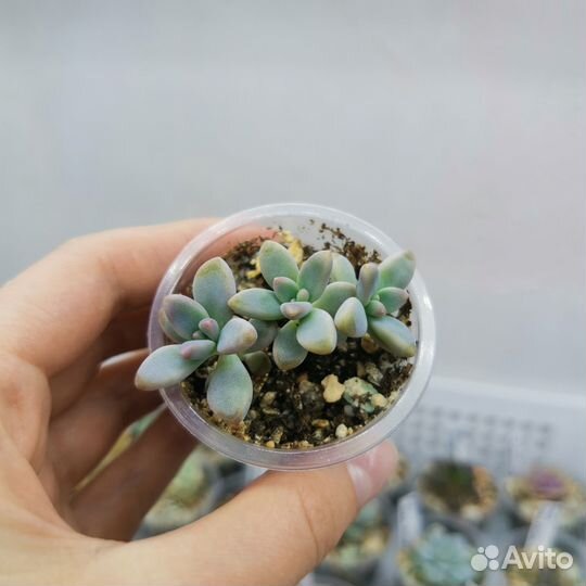 Суккуленты