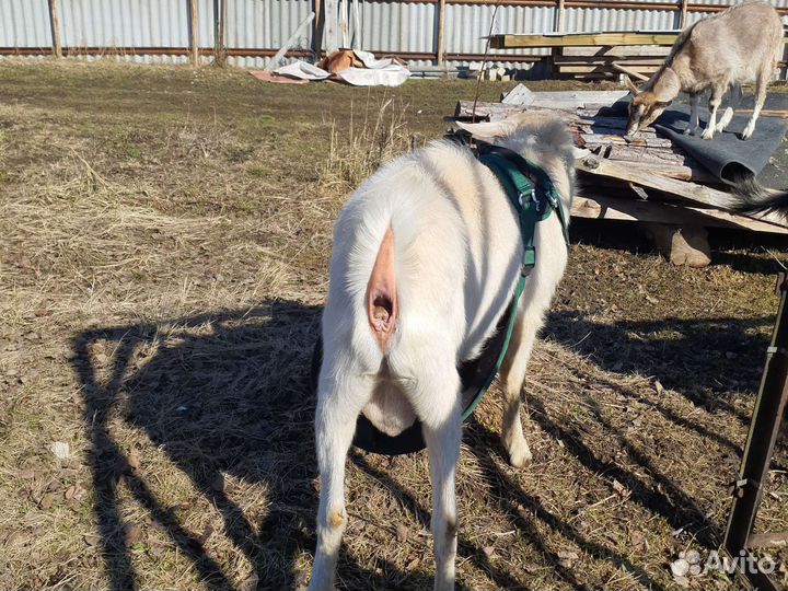 Козел зааненский