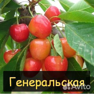 Саженцы черешни 2-летка