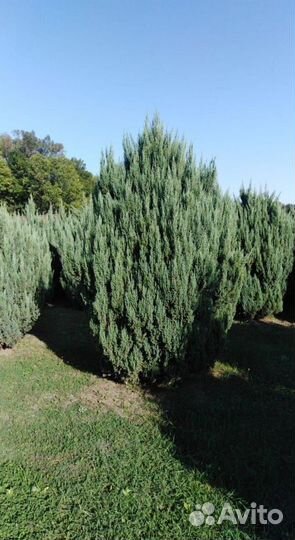 Можжевельник стрикта