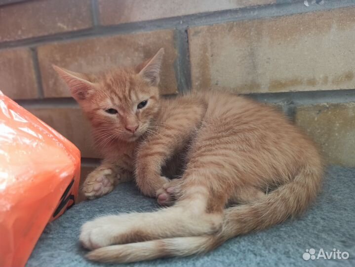 Отдаëм котят