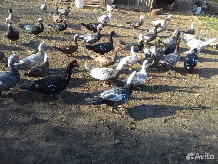 Индоутки на племя