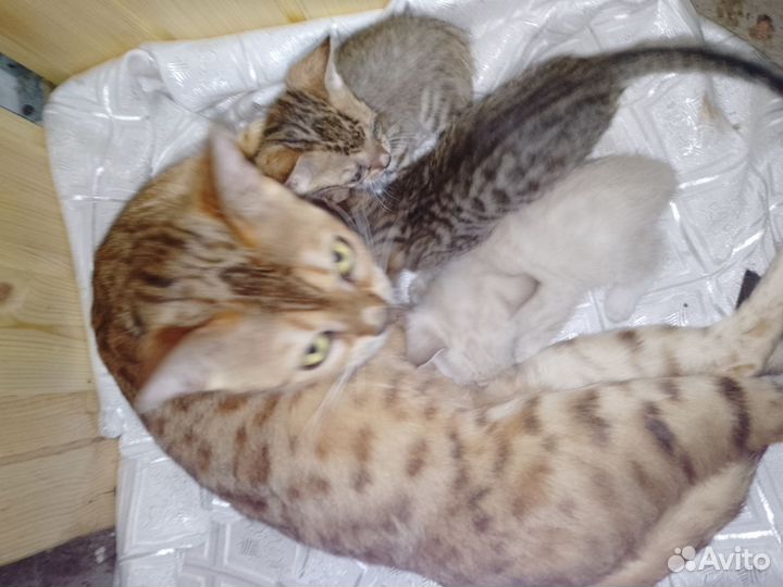 Бенгальские котята