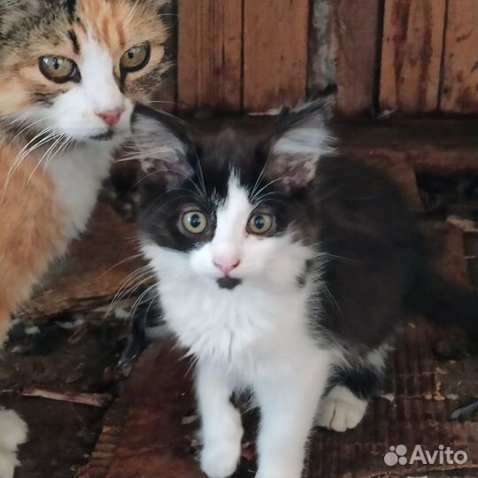 Котята (мать крыселовка)