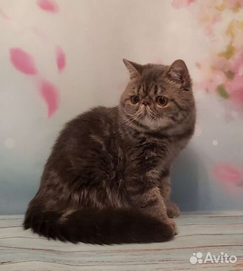 Экзотический кот