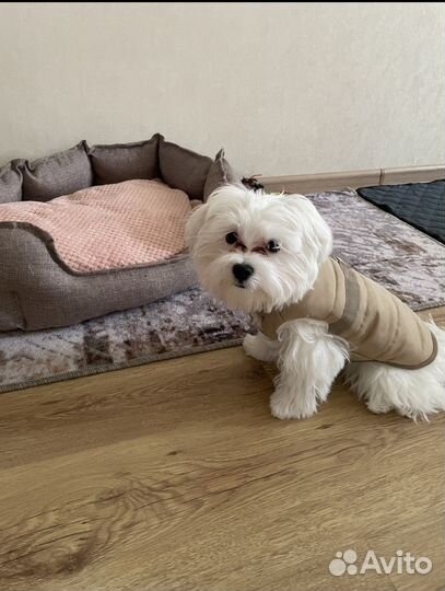 Жилет для животных