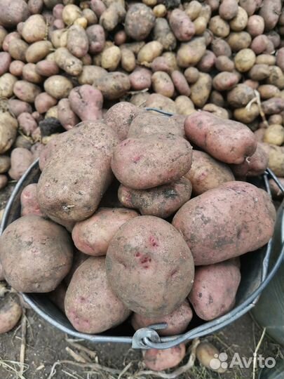 Продам картофель