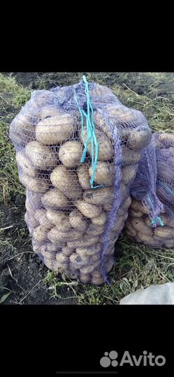 Продам картофель