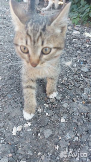 Кошка в дар бесплатно