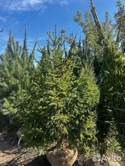 Сосна обыкновенная 470 см