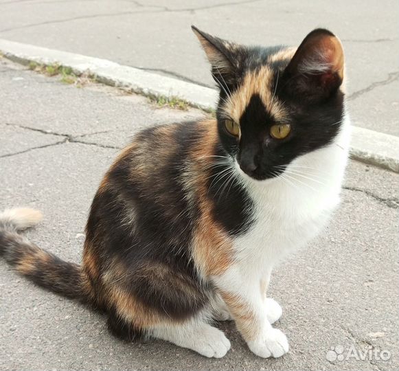 Кошечка в добрые руки