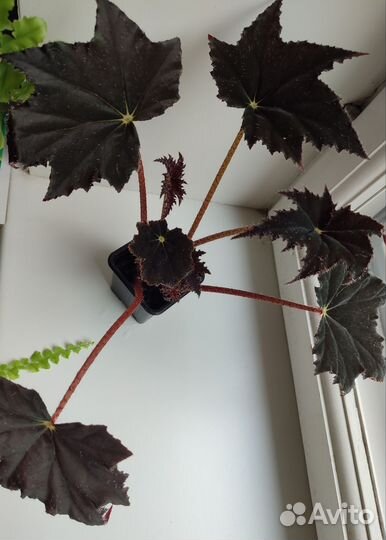 Детки бегоний MerryChristmas, BlackVelvet,тигровой