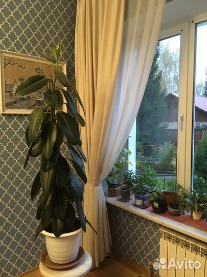 Фикусы большие