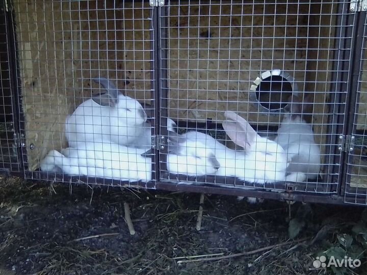 Калифорнийские кролики