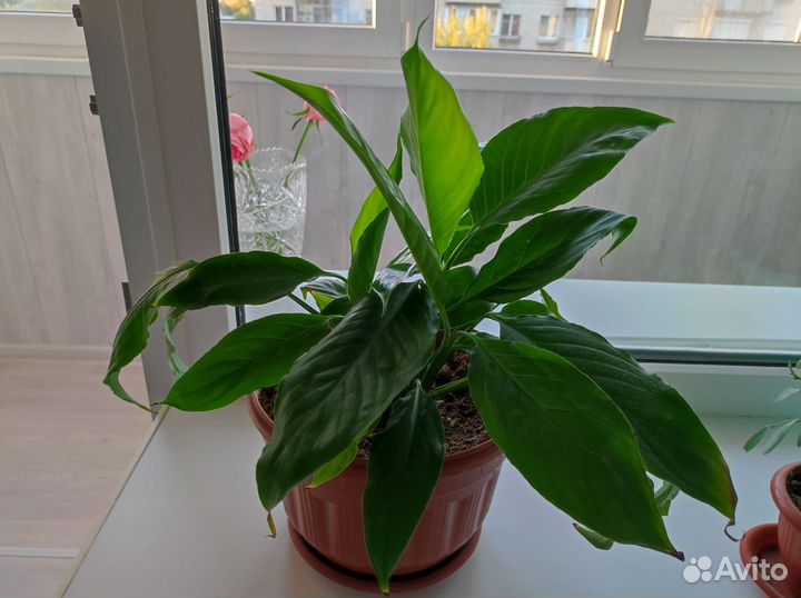 Спатифиллум