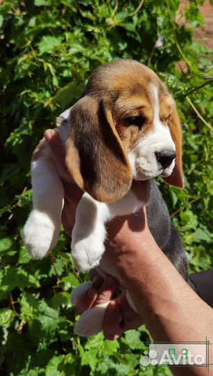 Щенки бигль