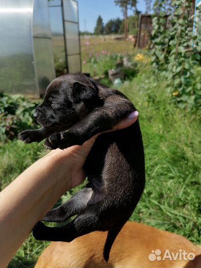 Продам щенка