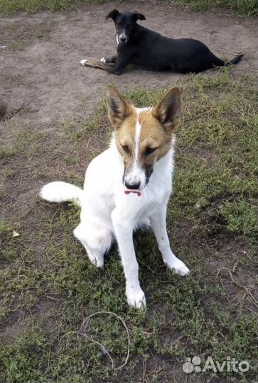 Щенок-подросток (девочка) в добрые руки