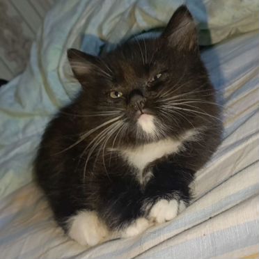 Йоркский шоколадный котёнок