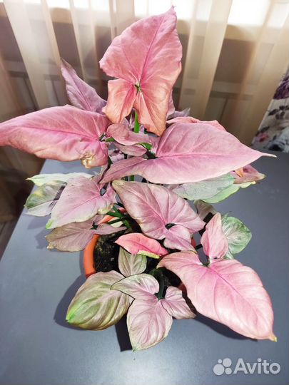 Сингониум Raspberry Cream