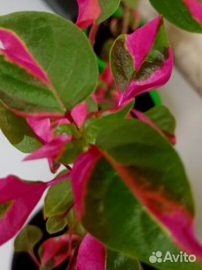 Альтернатера