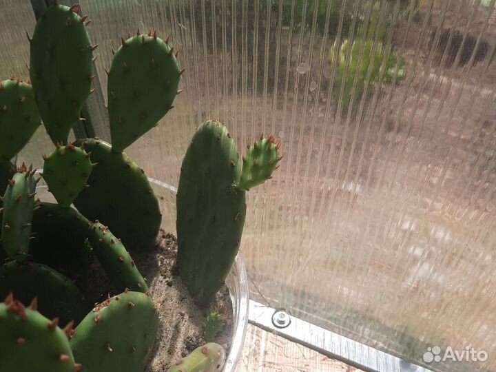 Кактус (суккулент) опунция, комнатный цветок