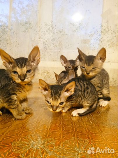 Канадский сфинкс котенок