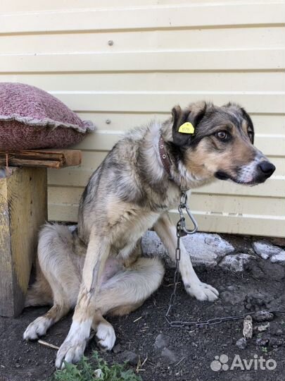 Собачка (стерилизованная) 3 года, охранница