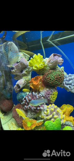 Аквариум