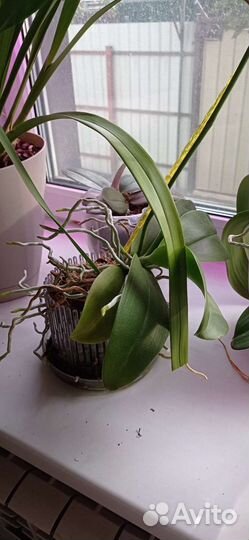 Горшок для орхидей 5 шт корона кашпо