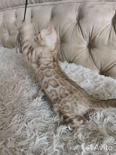 Красивые бенгальские котята