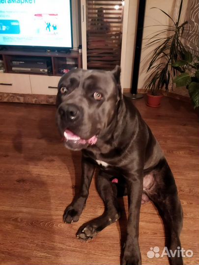 Кобель вязка кане корсо