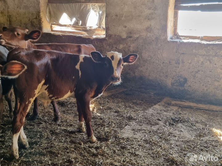 Айширские бычки на племя