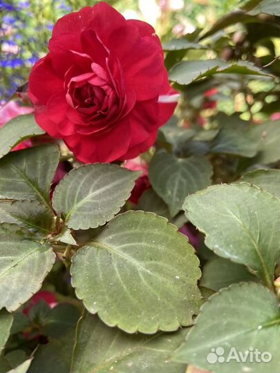 Бальзамин махровый