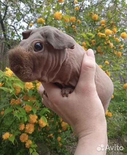 Морская свинка скинни