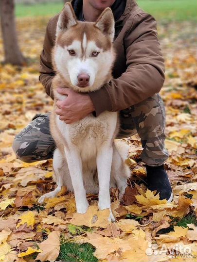 Кабель для случки