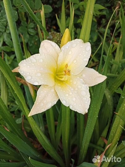 Лилейник - многолетнее неприхотливое растение